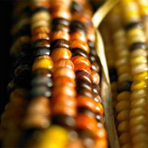 L'Afrique du Sud pressée de vendre ses excédents de maïs