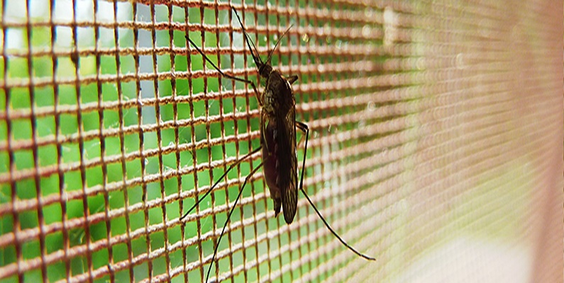 Se protéger des moustiques sans insecticide
