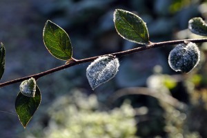 cotoneaster